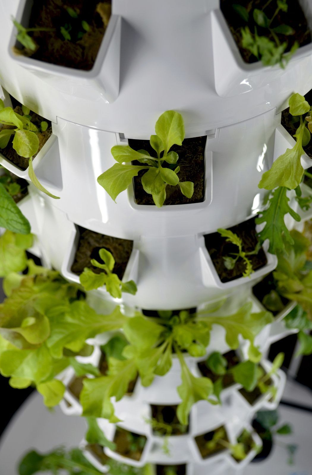 Leafy green seedlings growing in a white vertical hydroponic tower garden