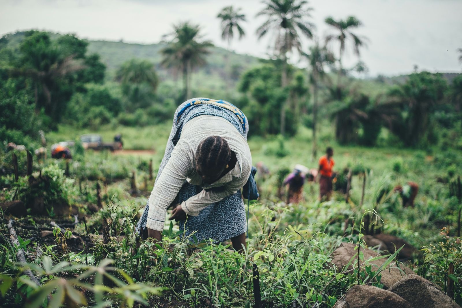 Women tending crops by hand in a green field